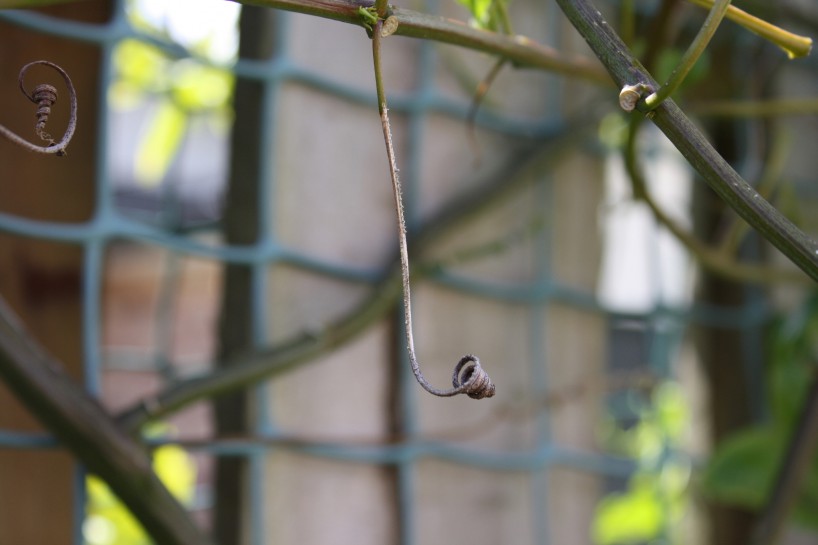 Passionvine hopper egg scar. Image: Bevan Weir / CC BY