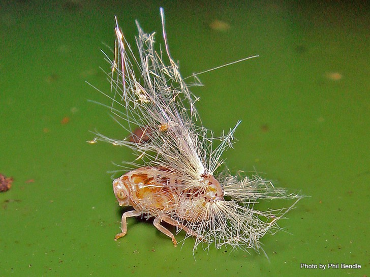 Passionvine hopper nymph. Image: Phil Bendle Collection, CitSciHub.nz