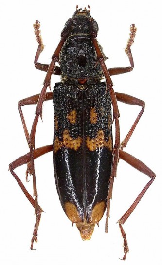 Eucalypt longhorn beetle [Phoracantha semipunctata]  Udo Schmidt from Deutschland / CC BY-SA (https://creativecommons.org/licenses/by-sa/2.0)