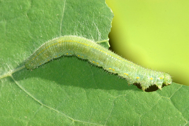 Cabbage white caterpillar. James Lindsey at Ecology of Commanster / CC BY-SA  2.5