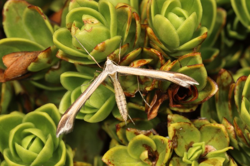 Plume moth [Amblyptilia epotis]. Image: Jacob Littlejohn / CC BY SA