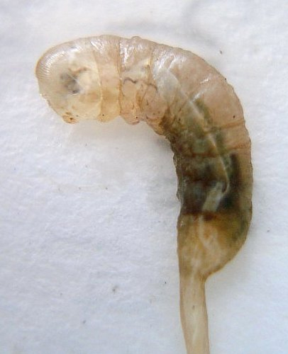 Rat-tailed maggot [Eristalis tenax]. Image: Jsarratt / CC BY 3.0