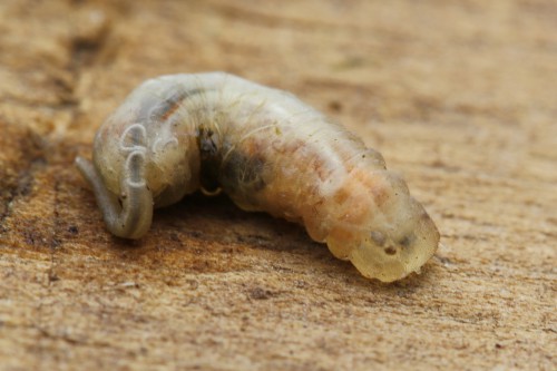 Rat-tailed maggot » Manaaki Whenua