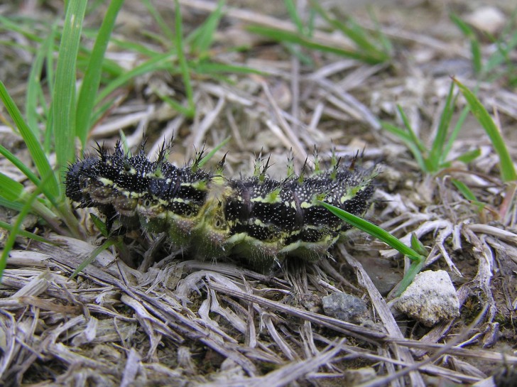 Red Admiral caterpillar. Image: Tony Wills / CC BY-SA 3.0