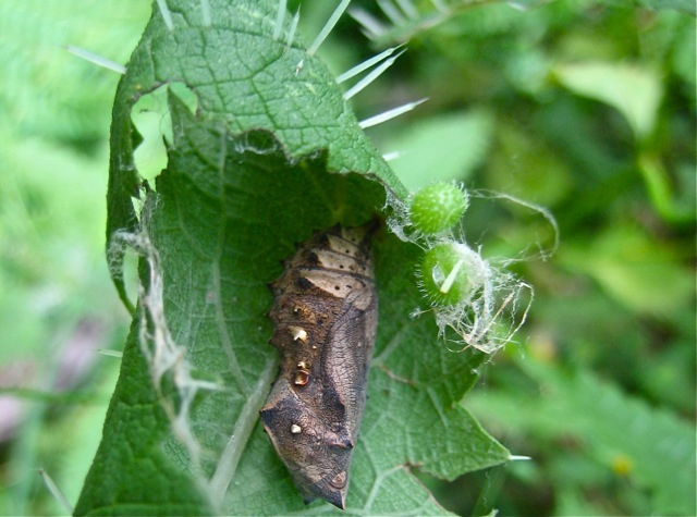 Red admiral pupa: Image: Roger Frost / CC BY NC