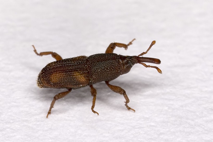 Rice weevil. Image: Olaf Leillinger / CC BY SA 2.5