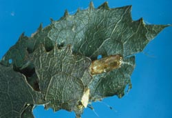 Leafroller caterpillar