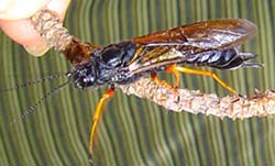 Wood wasp / Te katipō rākau. Image: Mary Cooper