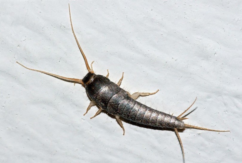 Silverfish. Image: Christian Fischer / CC BY-SA 3.0