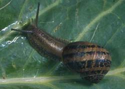 Brown garden snail / Te ngata noho māra