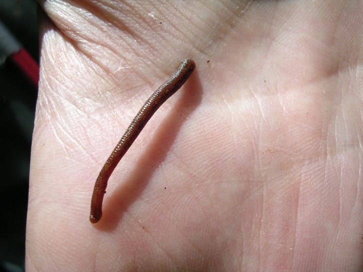 Snares Island terrestrial leech [Ornithobdella edentula]. Image: Dave Houston / CC-BY-NC