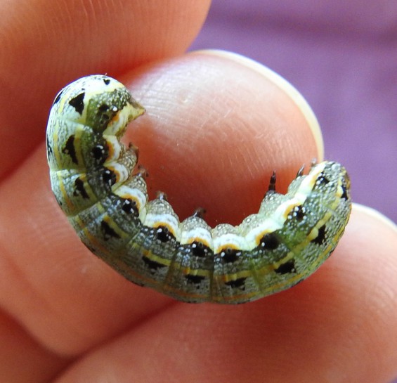 [Spodoptera litura] caterpillar. Image: saras / CC-BY-NC