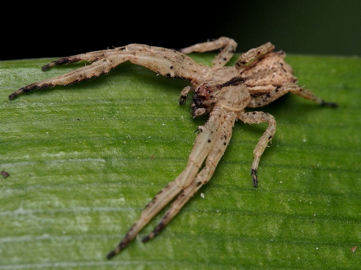 Square ended crab spider. Image: flossiepip / CC-BY