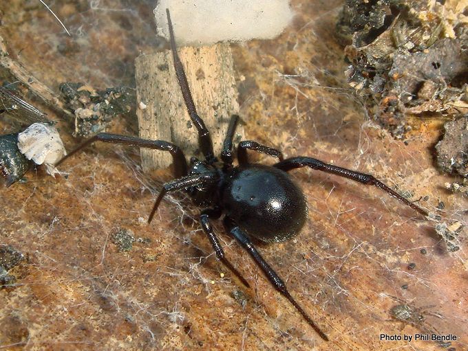 False katipo spider / Te katipō horihori [Steatoda capensis]. Image: Phil Bendle Collection CitSciHub.nz