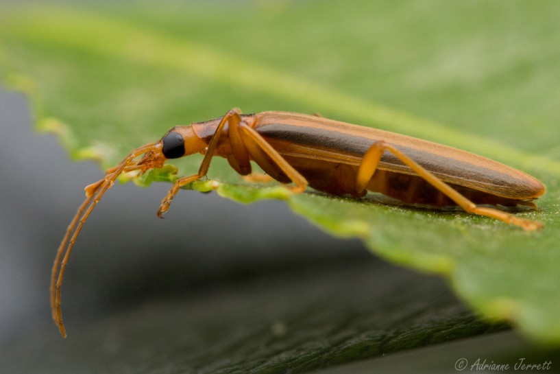 Striped lax beetle. Image © Adrianne Jerrett / CC BY-NC