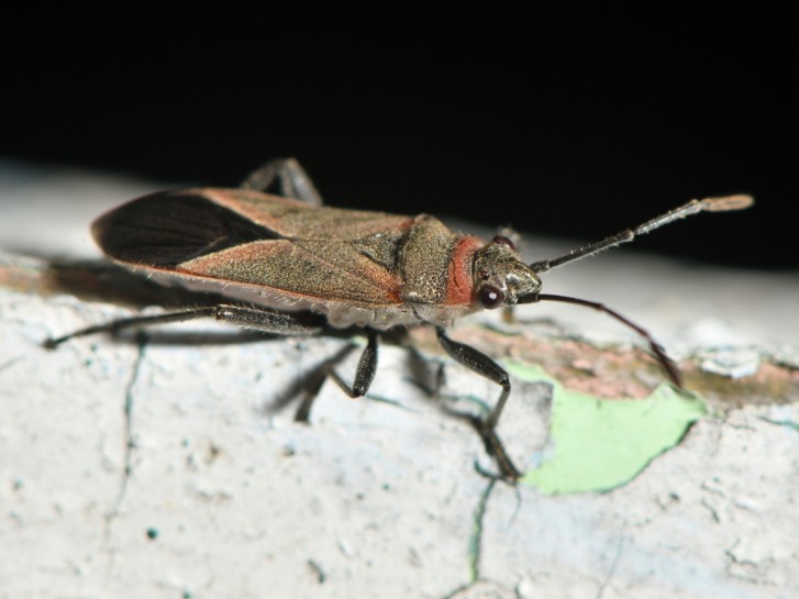 Swan plant seed bug adult. image: dougalt / CC-BY-NC