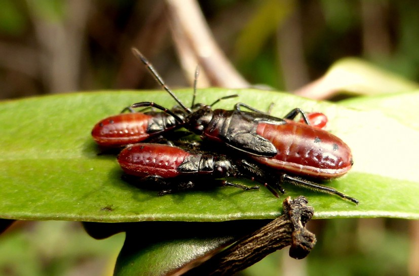 Swan plant seed bug nymphs. Image: ecoman / CC-BY-NC