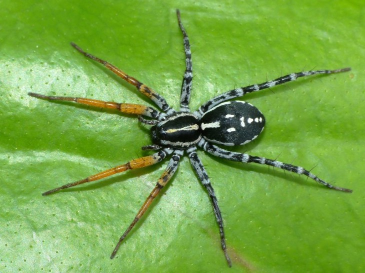 Swift ground spider. Image: steve-kerr / CC BY 4.0