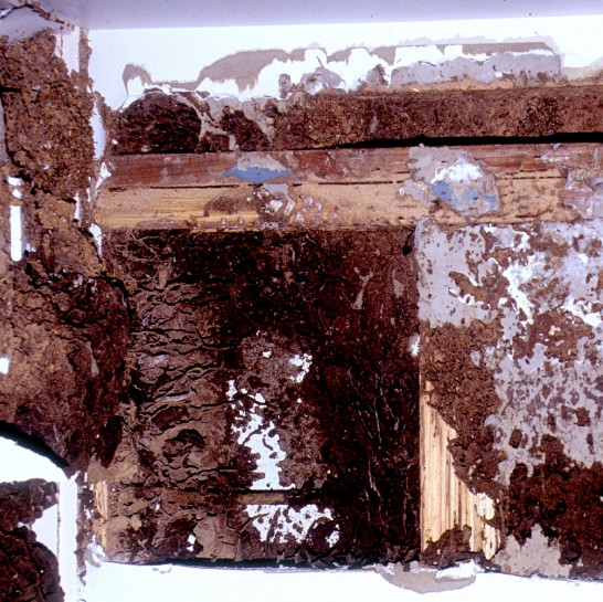 Termite damage house. Image: CSIRO / CC BY 3.0