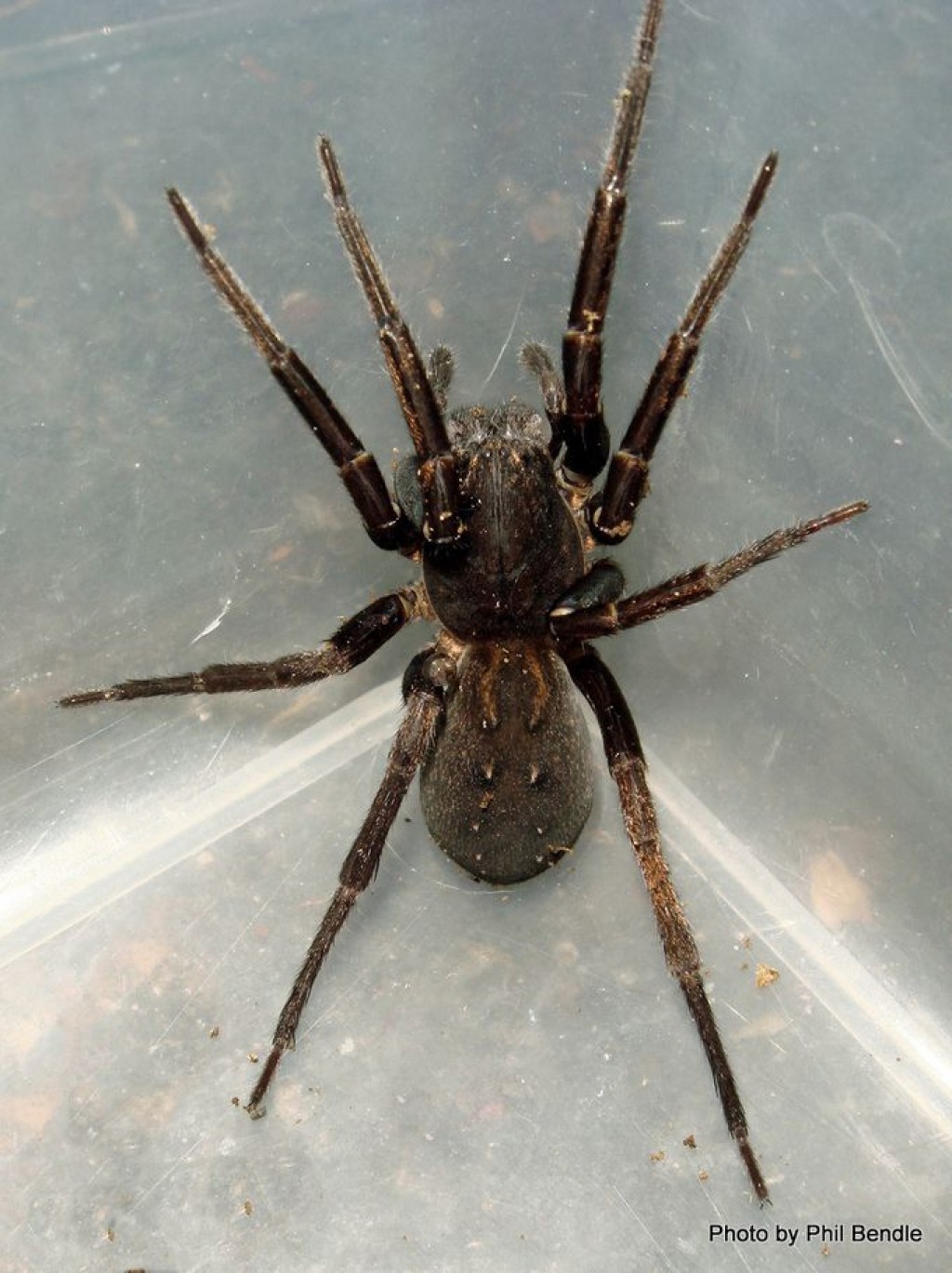 Vagrant Spider Manaaki Whenua