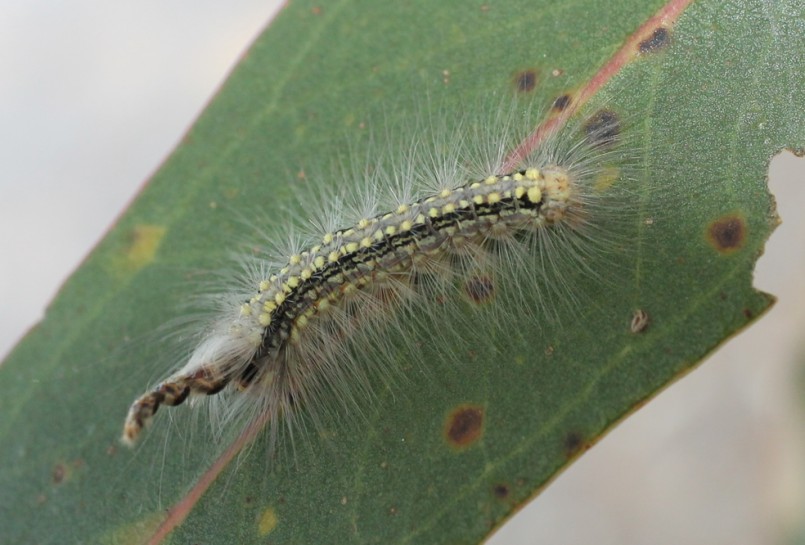 Gum leaf skeletoniser / Te kaiwhakaporoiwi rau purukamu [Uraba lugens] caterpillar. Image:  Robert Briggs (CC-BY-SA-4.0)