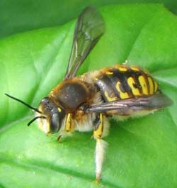 Wool Carder Bee / Te pī heru wūru. Image: Nigel Clunie 