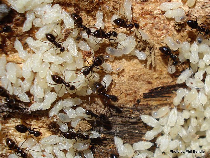 Ants / Ngāi Pōpokorua. Image: Phil Bendle