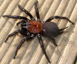 Black tunnelweb spider / Te pūngāwerewere pango noho ki te māwhaiwhai anaroa