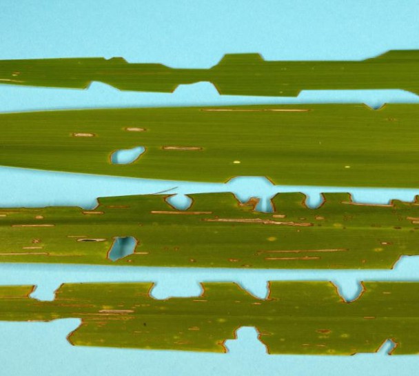 Notching by caterpillars of cabbage tree moth in leaves of cabbage tree. Image: Nicholas A. Martin © Plant & Food Research 