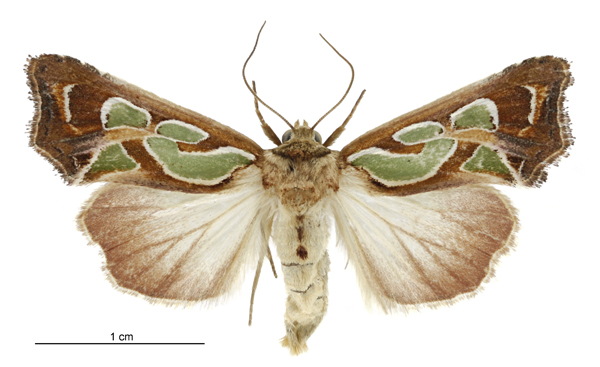 Green spangled moth / Te pūrēhua titiwha kākāriki [Cosmodes elegans] (female)