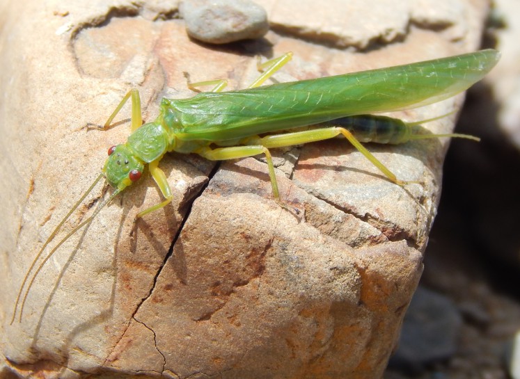 Green stonefly [Stenoperla prasina] Kevin Daniel Chase (CC-BY-NC)