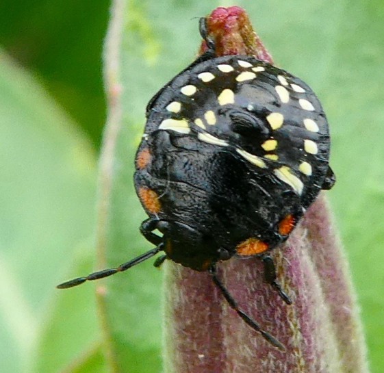 Green vegetable bug / Te ngārara huawhenua māota [Nezara viridula] - nymph.  Image: dlbowls (CC-BY-NC)