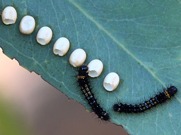 Gum Emperor moth [Opodiphthera eucalypti] eggs. Image: Ernst,  JungleDragon