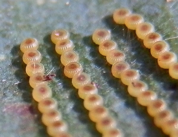 Gum leaf skeletoniser / Te kaiwhakaporoiwi rau purukamu [Uraba lugens] eggs. Image: Project Noah