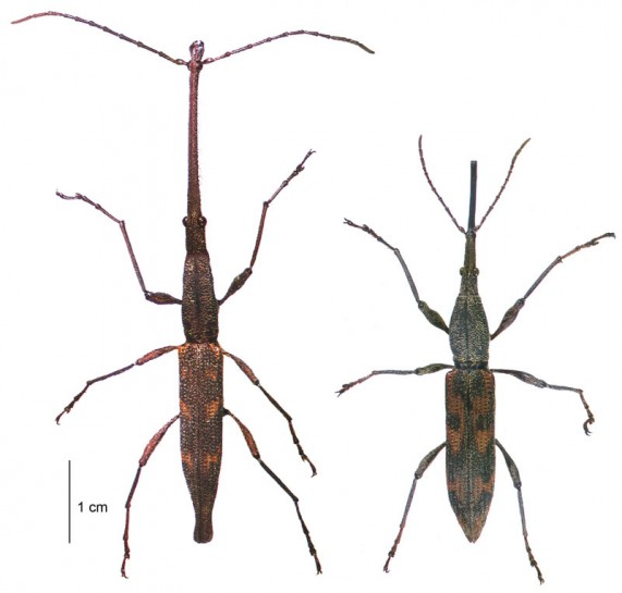 Giraffe weevil [Lasiorhynchus barbicornis] (male (l) and female (r)). Dorsal view