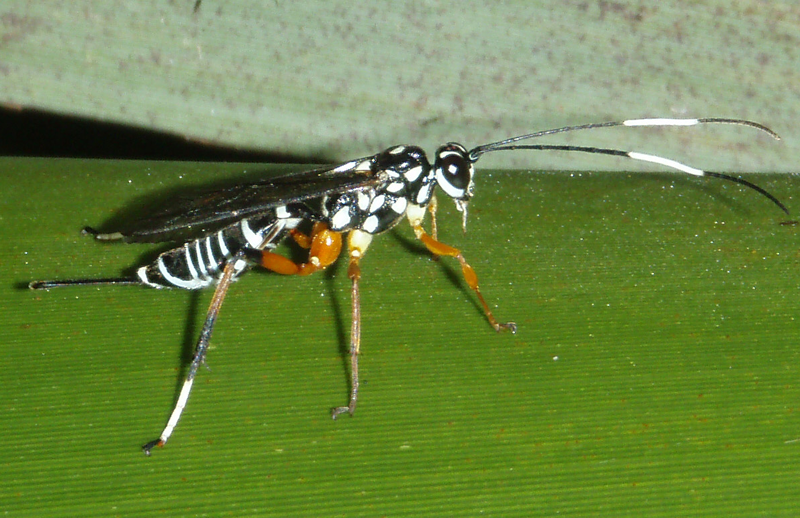 Lemon tree borer parasite / Te pirinoa o te kaiwiri rākau rēmana