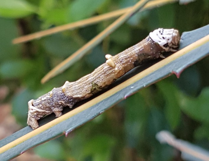 North Island lichen moth [Declana atronivea] caterpillar. Image: Tony Steer (CC-BY-NC)