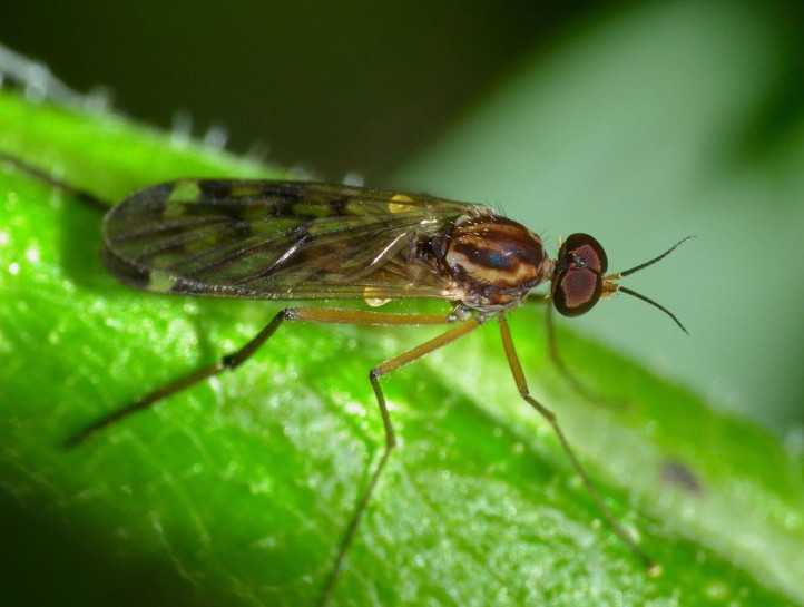 Outhouse fly. Image: Steve Kerr / CC BY