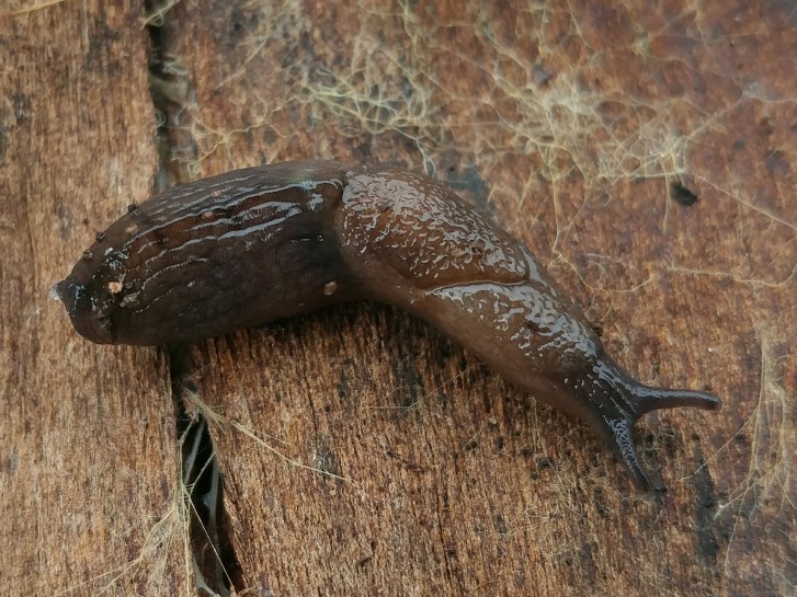 Slug. [Milax gagates]. Image: © Casey H. Richart  (CC BY-NC)