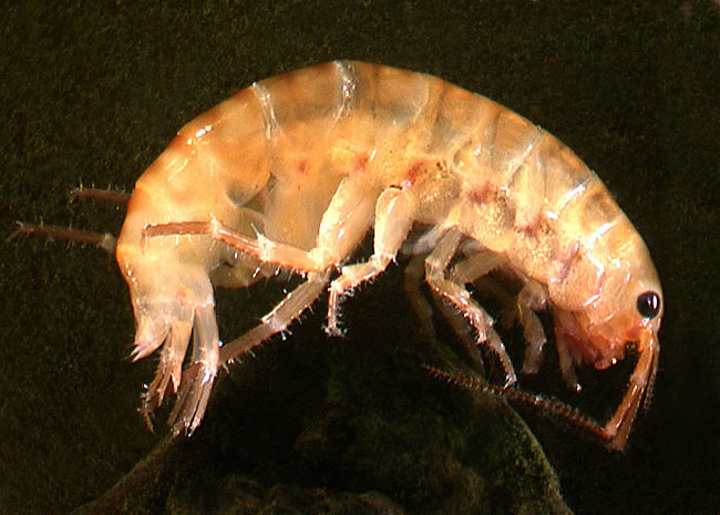 Amphipod (Talitridae: Talitridae)