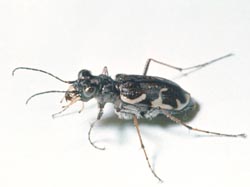 Tiger beetle