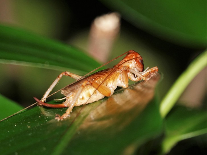 Winged wētā. Image:  jacqui-nz / CC-BY-NC-SA