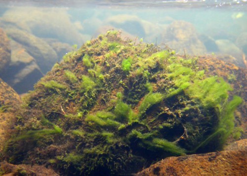 Algal habitats » Manaaki Whenua