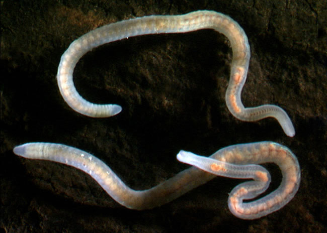 segmented worms