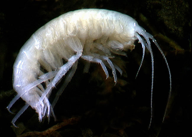 freshwater amphipods