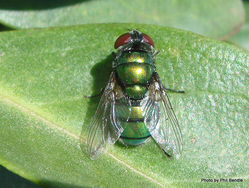 Diptera Manaaki Whenua