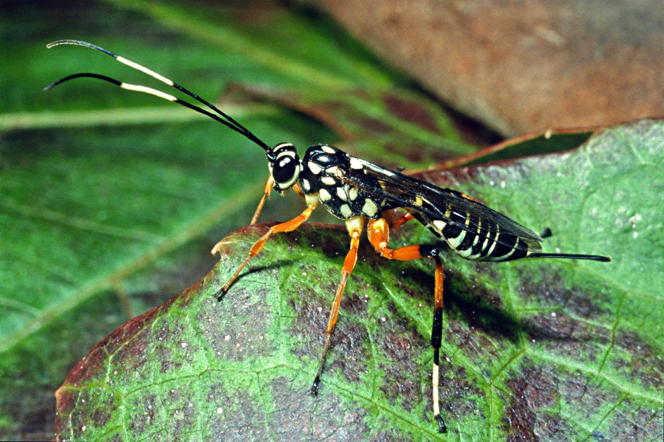 Checklist of New Zealand Hymenoptera » Manaaki Whenua